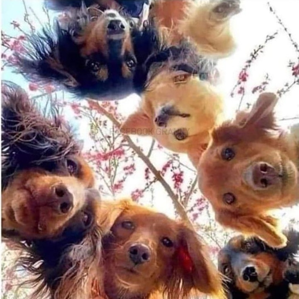 Fur Babies